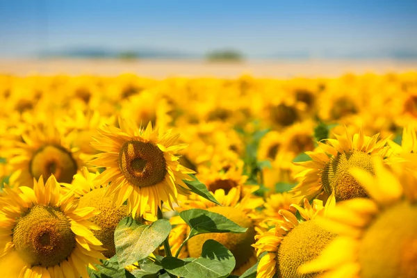 Blühendes Sonnenblumenfeld — Stockfoto