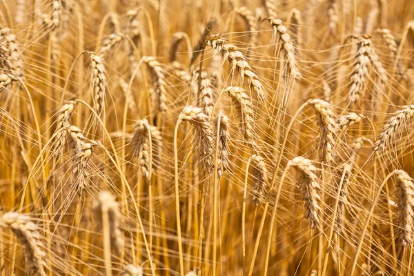 Ripe cereal field — Stock Photo, Image