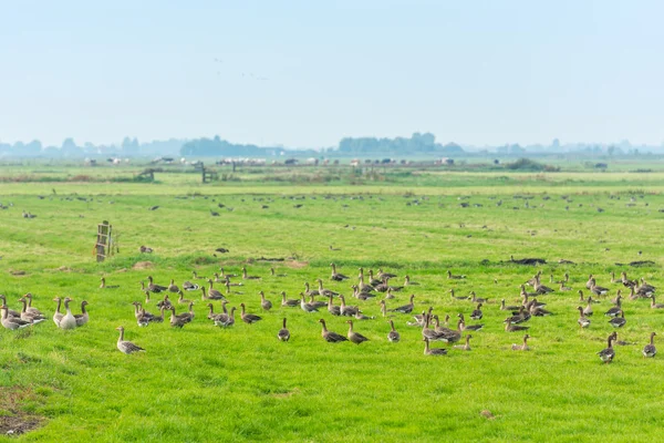 Geese searching food on the meadow — Stock Photo, Image