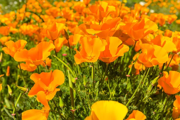 Orange poppies in a summer meadow — Stock Photo, Image