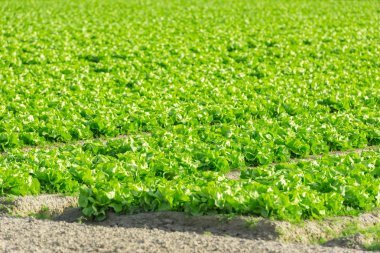 yeşil salata yatak satırları