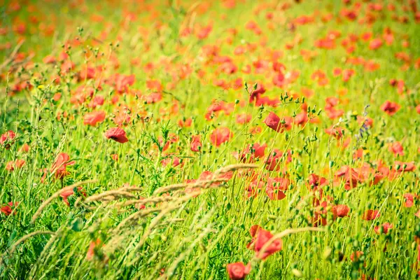 Amapolas en un prado de verano — Foto de Stock