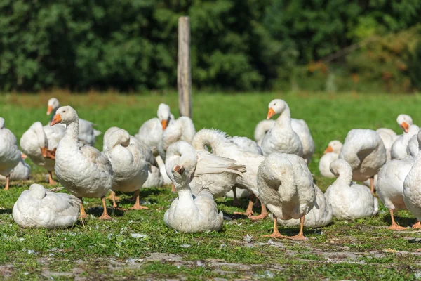 Geese on green grass — Stock Photo, Image
