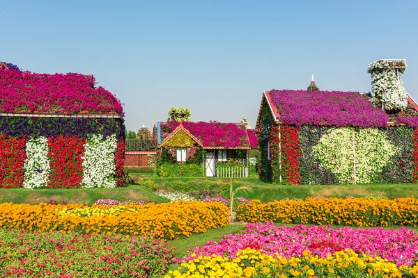 Dubai miracle garden — Stock Photo, Image