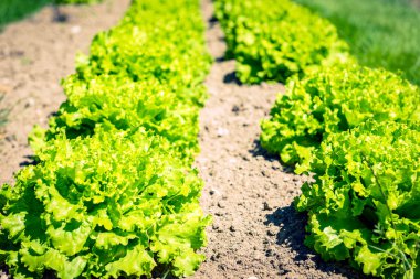  taze yeşil salata yatak satırları