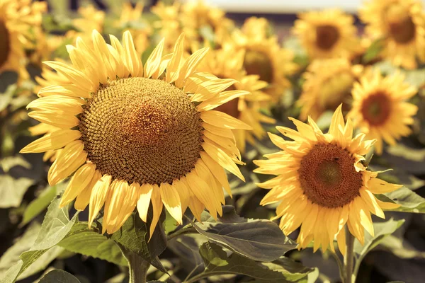 Zonnebloemen gezichtsveld — Stockfoto