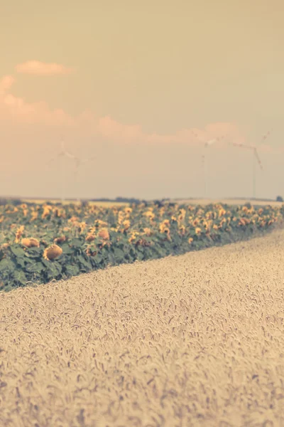 Cereal and Sunflowers Fields view — Stock Photo, Image