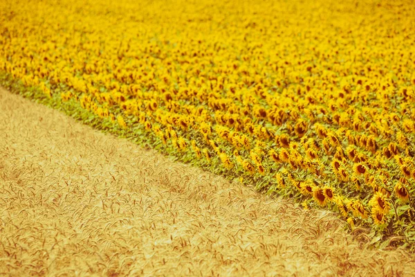 Obiloviny a slunečnice pole zobrazení — Stock fotografie