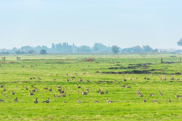 Viele Wildgänse auf Nahrungssuche — Stockfoto