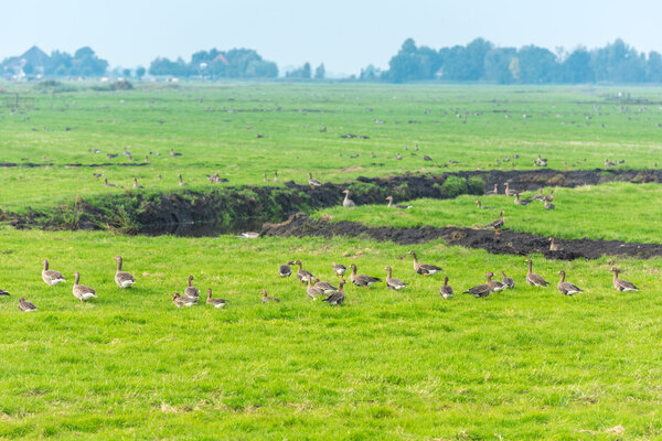 Lots of wild geese searching food  