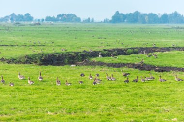 Yaban kazları yiyecek bir sürü 