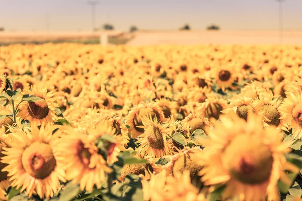 Campo di girasoli estivi luminosi — Foto Stock