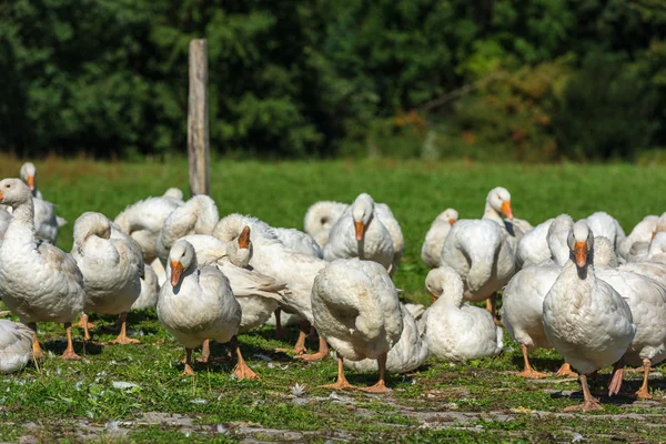 Kaz kaz sürüsü otlatma  