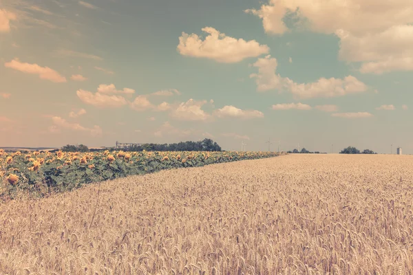 Vista de campos de cereales y girasoles —  Fotos de Stock