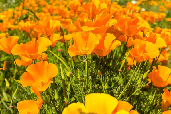 Poppies in a summer meadow — Stock Photo, Image
