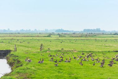 Yaban kazları yiyecek bir sürü  