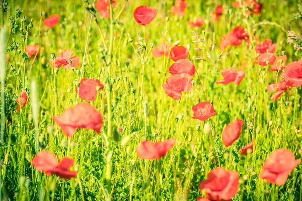 Coquelicots dans une prairie d'été — Photo