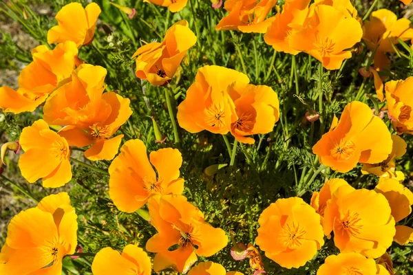 Orange poppies in a summer meadow — Stock Photo, Image