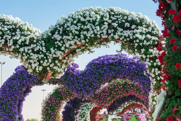 Dubai Wundergarten mit über einer Million Blumen — Stockfoto
