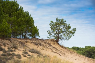 Pile, Avrupa'nın en yüksek kumul Dune