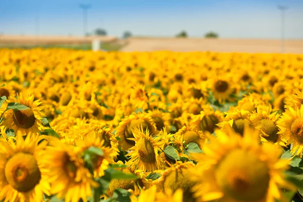 Sonnenblumen Feld Ansicht — Stockfoto