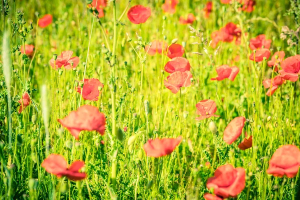Rote Mohnblumen auf einer Sommerwiese — Stockfoto