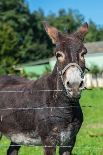 Brun donkey porträtt i en sommardag — Stockfoto