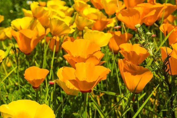 Orange poppies in a summer meadow on sunny day — Stock Photo, Image