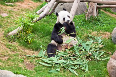 Hayvanat bahçesindeki dev panda.