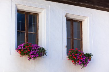 Windows ile renkli çiçekler