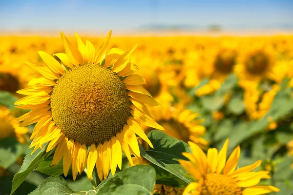 Bloeiende zonnebloemen in veld — Stockfoto