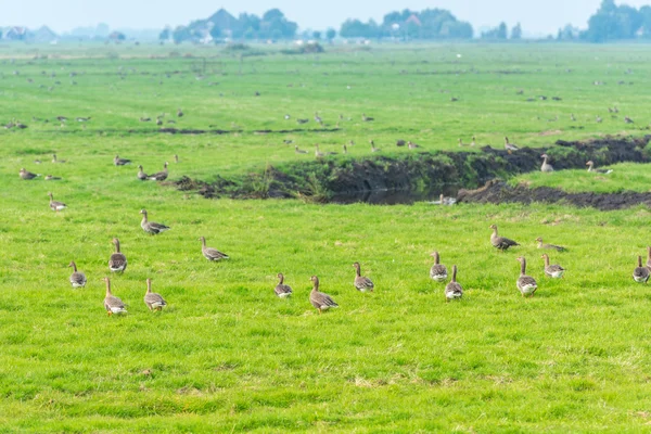 Oies sauvages sur la prairie — Photo