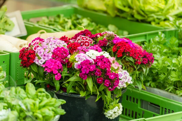 Квіти гвоздики на ринку — стокове фото