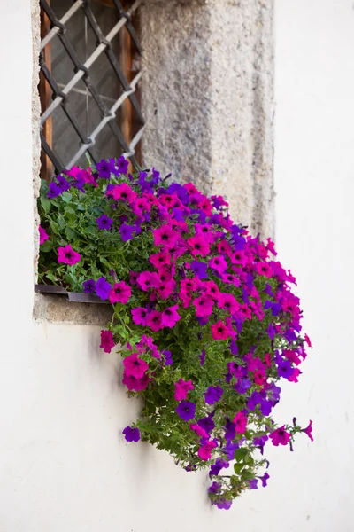 Ablak, melyet a színes virágok — Stock Fotó