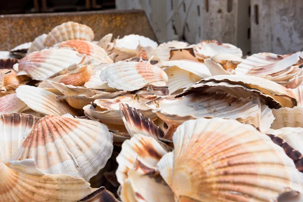 Conchas de vieira montón — Foto de Stock