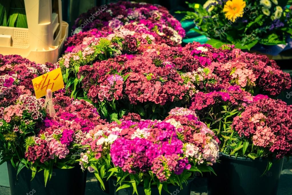 Carnation flowers at market — Stock Photo © dvoevnore 118017358