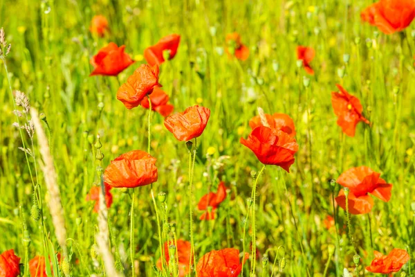 Rote Mohnblumen auf der Wiese — Stockfoto