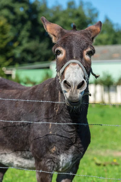 Brun donkey porträtt — Stockfoto