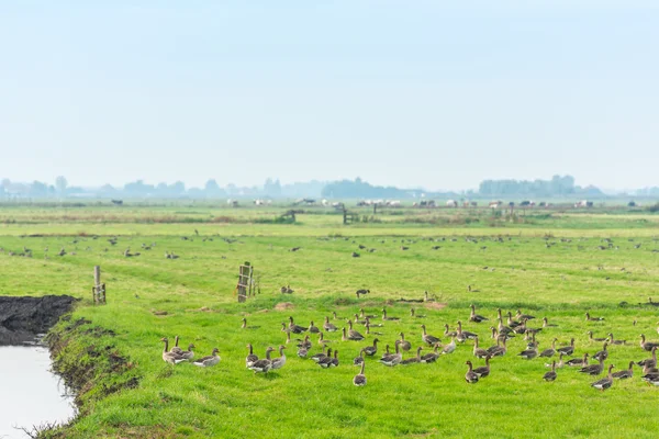 Wilde ganzen op de weide — Stockfoto