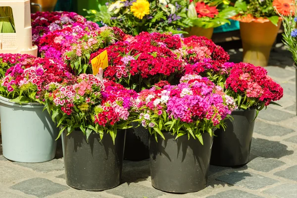 Квіти гвоздики на ринку — стокове фото
