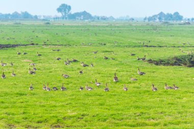 Çayırdaki yabani kazlar