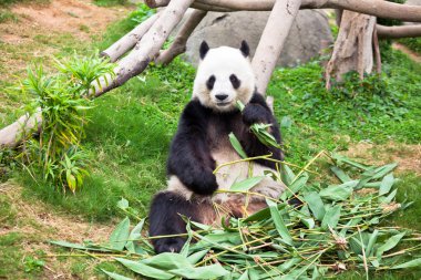 Hayvanat bahçesindeki dev panda.