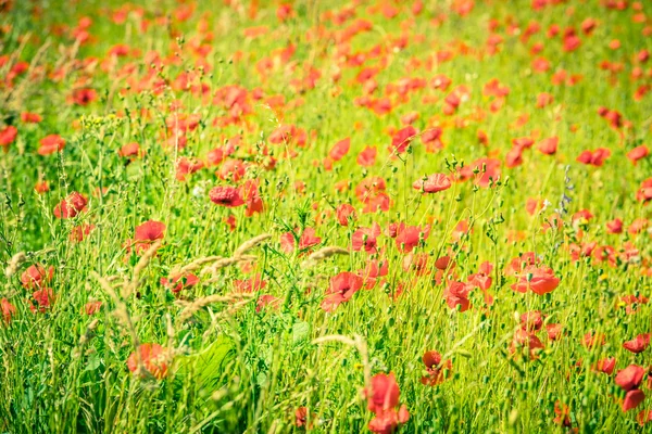 Rote Mohnblumen auf der Wiese — Stockfoto