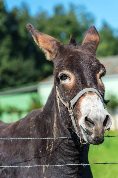 Brun donkey porträtt — Stockfoto