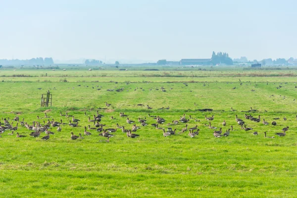 Wild geese on the meadow — Stock Photo, Image