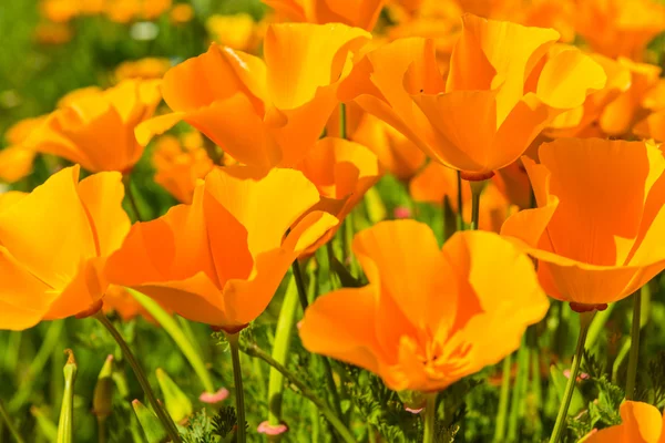 Orange poppies in meadow — Stock Photo, Image