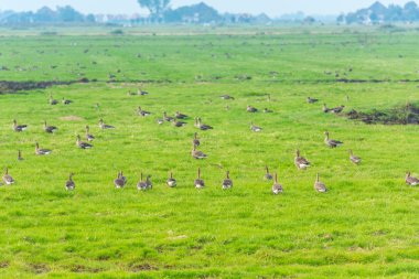 Çayırdaki yabani kazlar