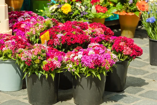 Flores de clavel en el mercado — Foto de Stock