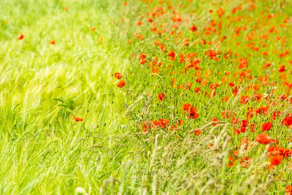 Rode papavers in weide — Stockfoto