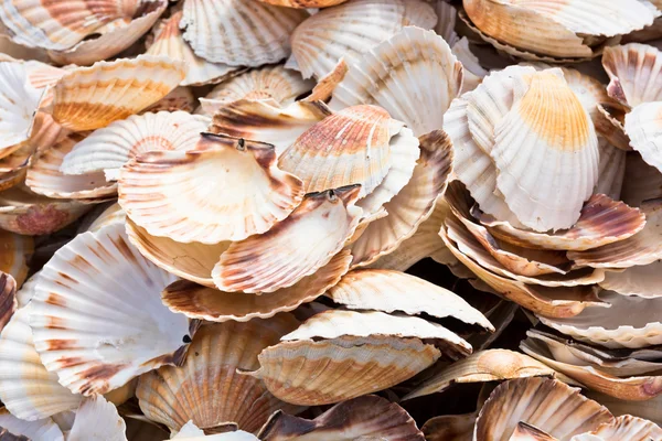 Scallop shells heap — Stock Photo, Image